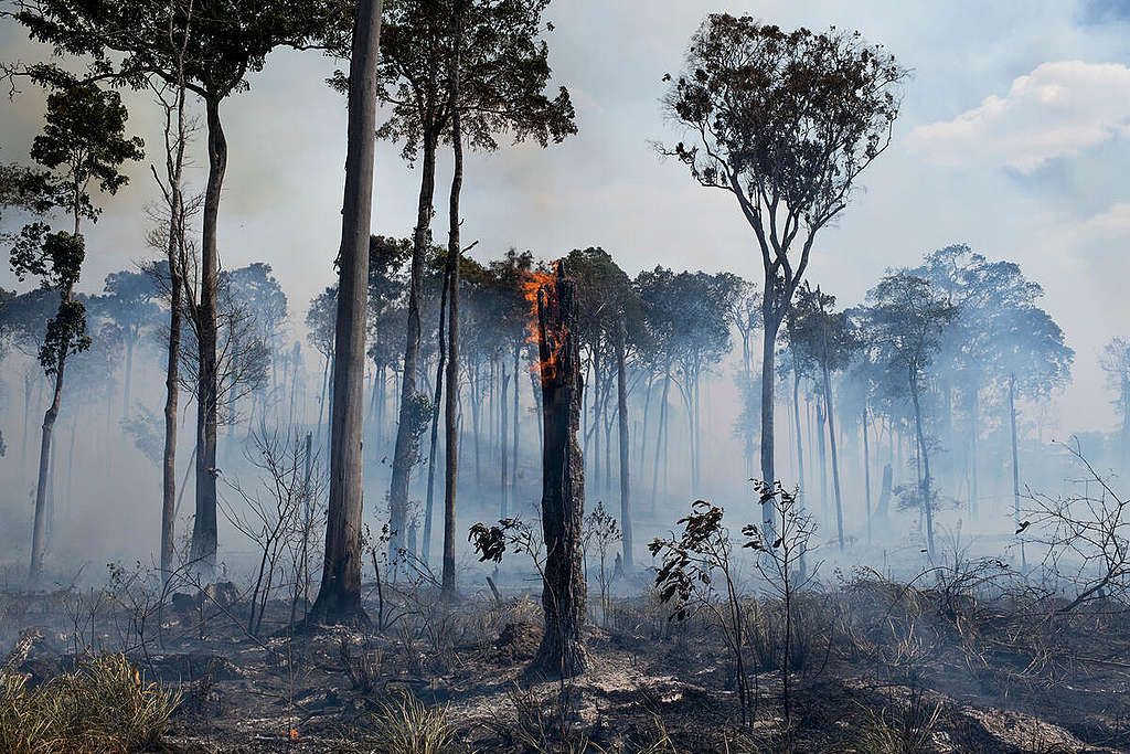 Metsäpalo Amazonin sademetsässä. Maa on musta palamisen jäljiltä ja kaikkialla on savua.
