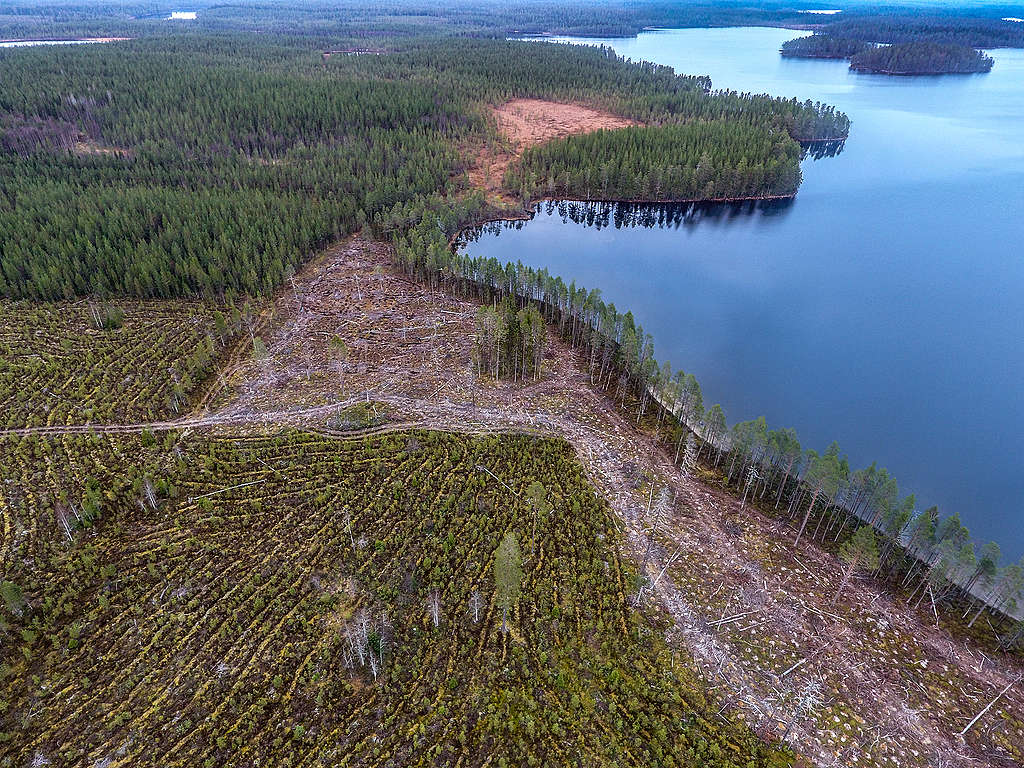 Laaja hakkuuaukio Suomussalmen Kevättijärvellä. Aukiolla on vain muutamia siemenpuita pystyssä.