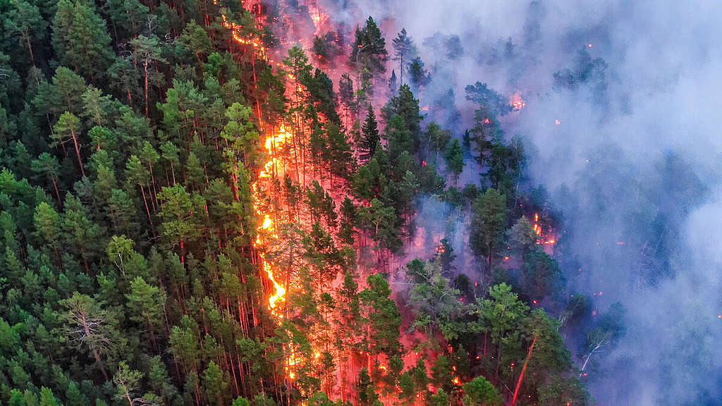 Metsäpalo Krasnoyarskissa, Siperiassa. Vasemmalla vielä palamatonta metsää, oikealla valtava savupilvi.