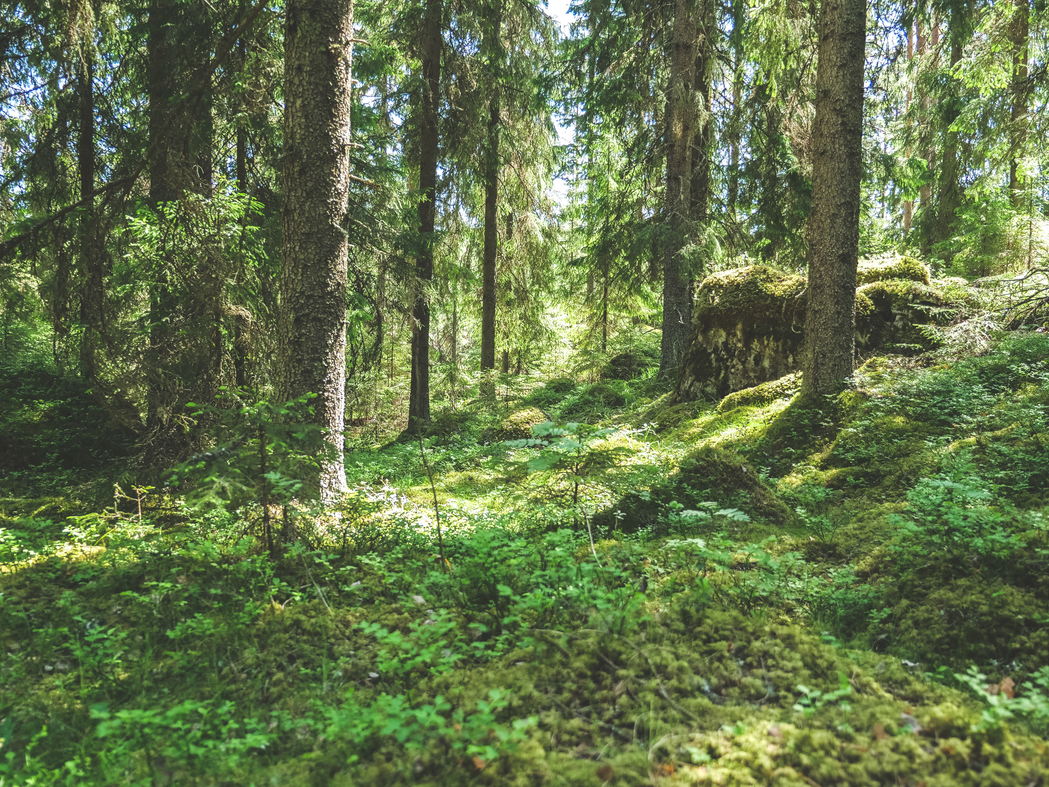 Metsää Evolla. Evon tiedekansallispuisto on tärkeä hanke Etelä-Suomen metsien suojelemisen kannalta.