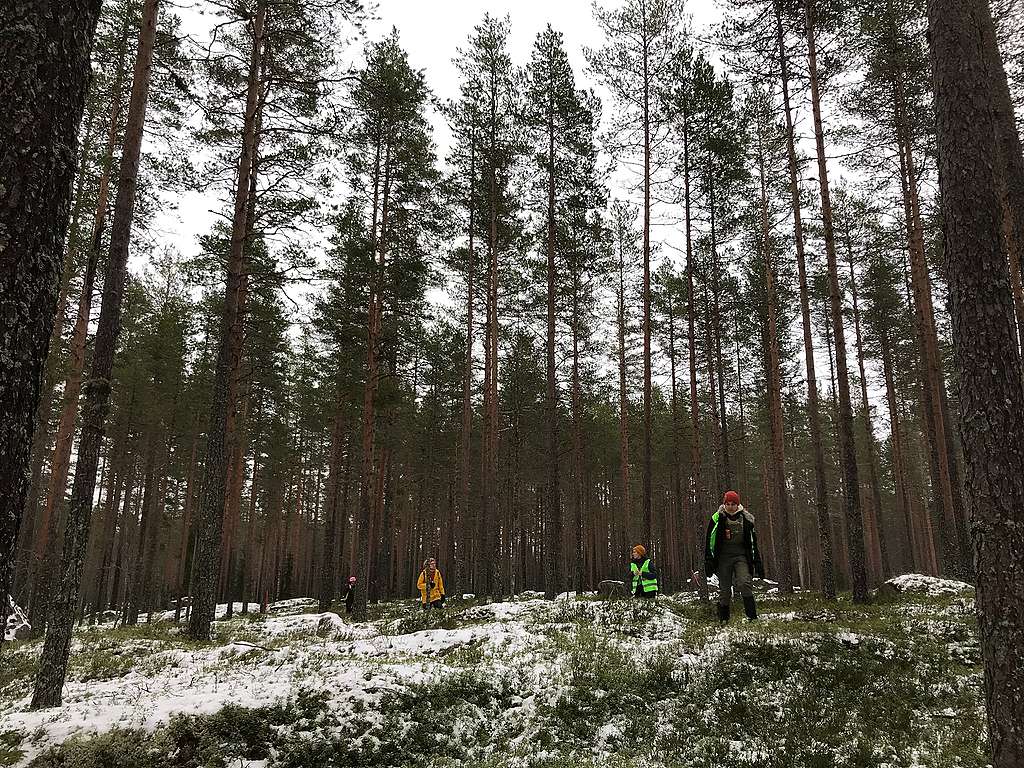 Aktivisteja vanhassa männikössä Parkanon Häädetkeitaalla marraskuussa 2021.