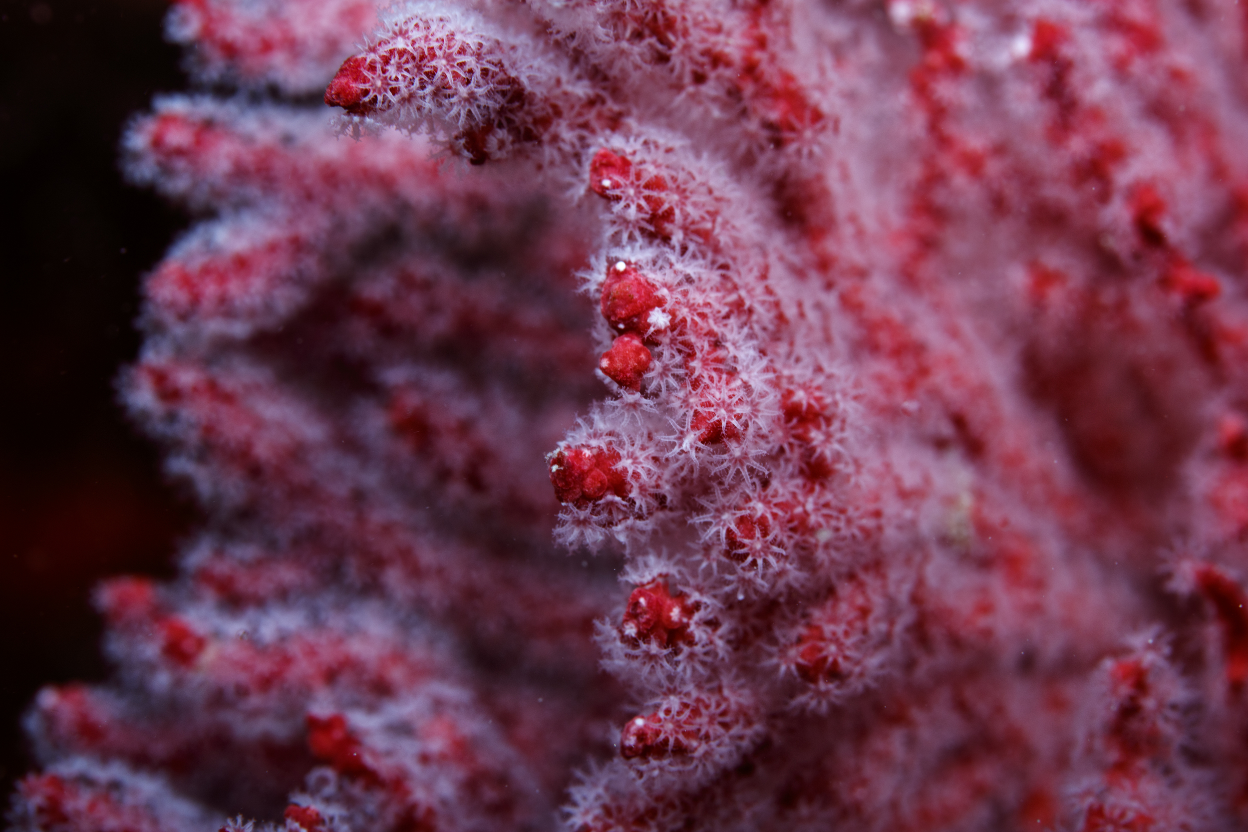 Gorgonian Fan in the Great Australian Bight