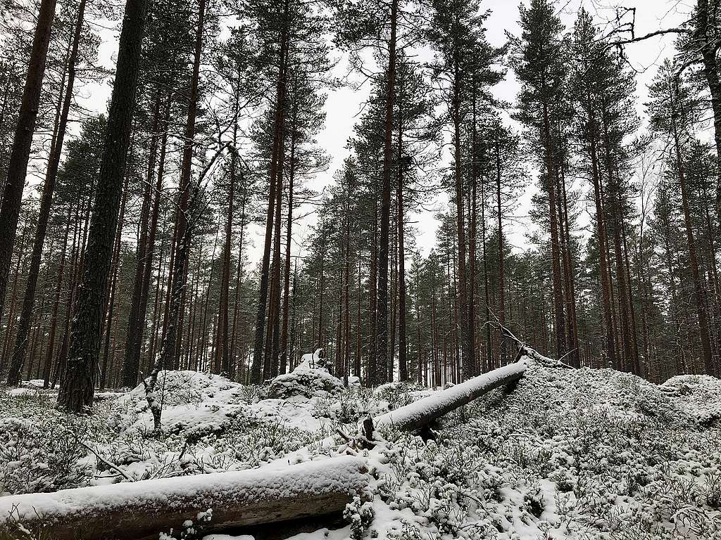 Lumista luonnonmetsää Parkanon Häädetkeitaalla. Kuvassa näkyy lahopuuta, männikköä, sekä kanahaukan pesä.