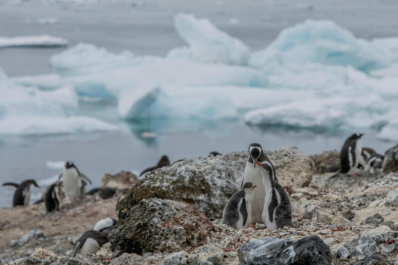 Valkokulmapingviinejä Anderssonin saarella.