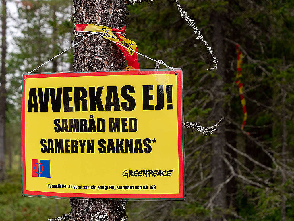 Liikennemerkin näköinen kyltti ripustettuna mäntyyn. Kyltissä lukee "avverkas ej! Samråd med Samebyn saknas* Fprmellt FPIC baserat samråd enligt FSC standard och ILO 169" Lisäksi kyltissä on saamen lippu ja Greenpeace logo.