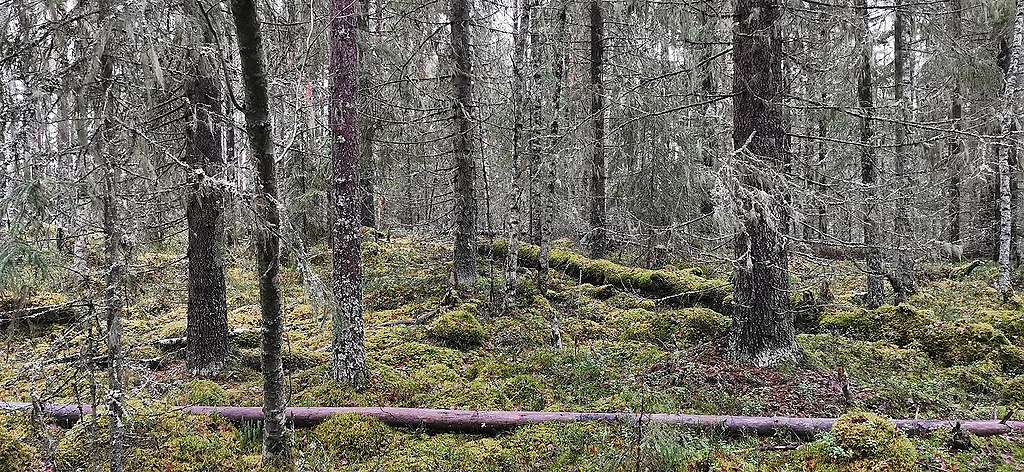 Sammaleista vanhaa kuusikkoa. Kuvassa on myös esimerkiksi lahopuun runko maassa.