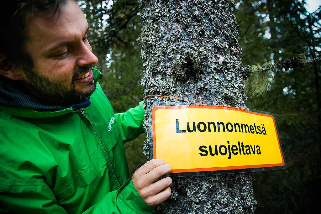 Aktivisti kiinnittää puuhun liikennemerkiltä näyttävän lisäkilven, jossa lukee "Luonnonmetsä suojeltava".