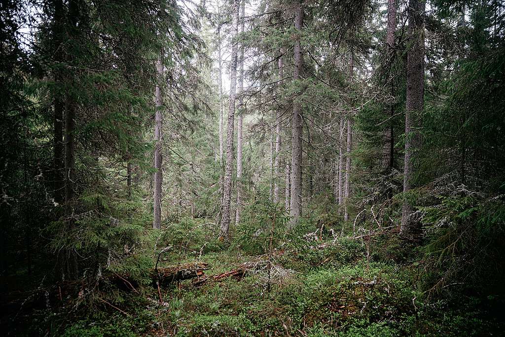 Vanhaa kuusivaltaista luonnonmetsää Evolla. Kuvassa on esimerkiksi mustikanvarpuja ja lahopuuta.