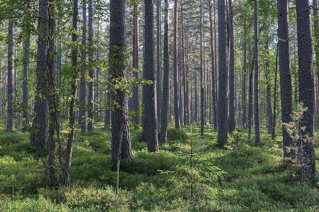 Suomen metsät