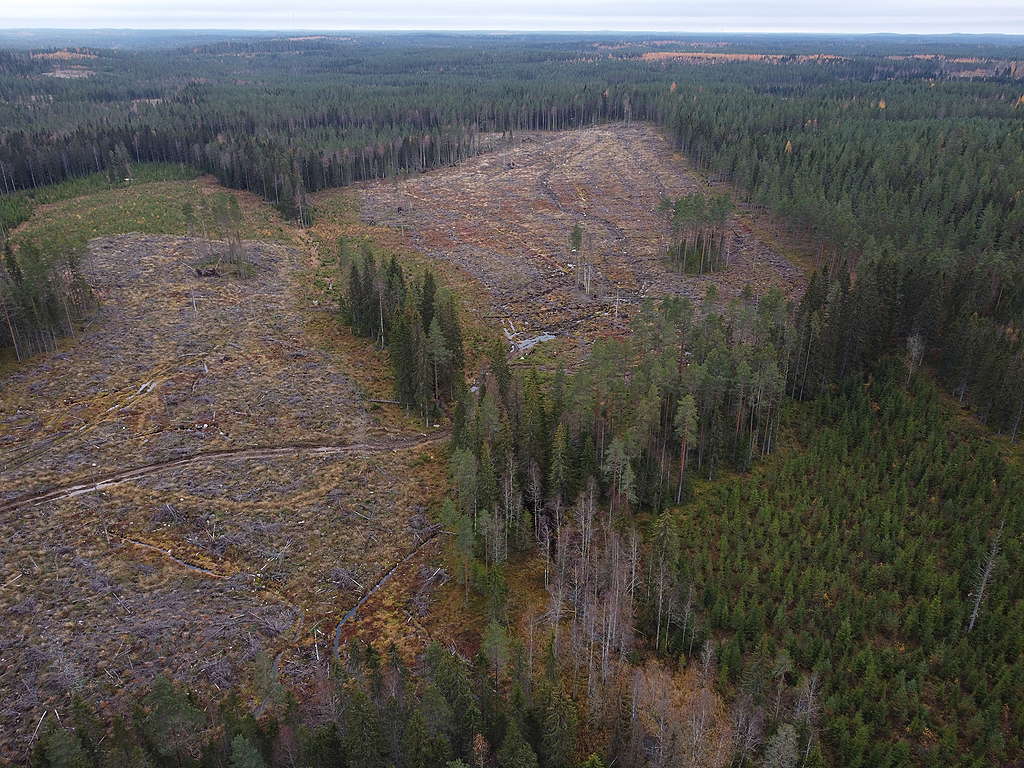 Kaksi vierekkäistä avohakkuuaukiota, joita erottaa vain pieni kaistale metsää. Kuva lokakuulta 2021 Ylöjärveltä.
