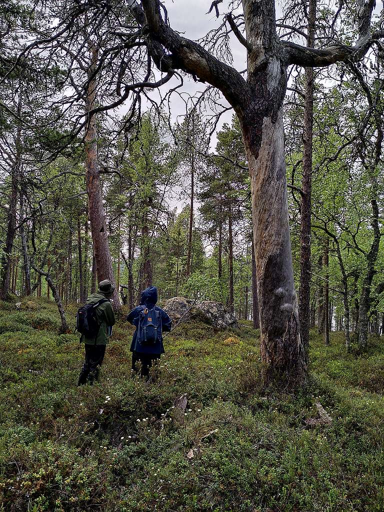 Kaksi kartoittajaa kartoittamassa luonnonmetsää. Kuvassa on muunmuassa järeää puustoa, lahopuita sekä puolukoita pohjakerroksessa.