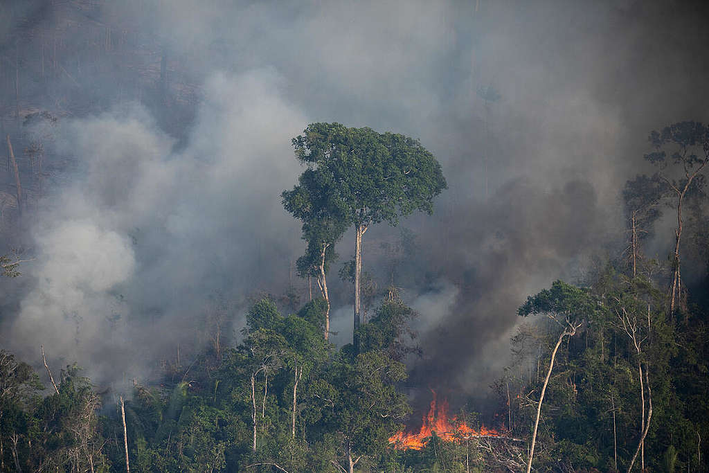Metsäpalo Amazonin sademetsässä. Taka-alalla huomattavasti savua ja liekkejä, etualalla vielä palamattomia suuria puita.