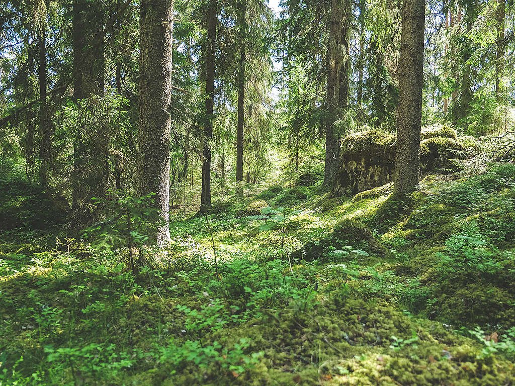 Sammaleista vanhaa kuusimetsää, kuvassa näkyy myös esimerkiksi mustikan varpuja.