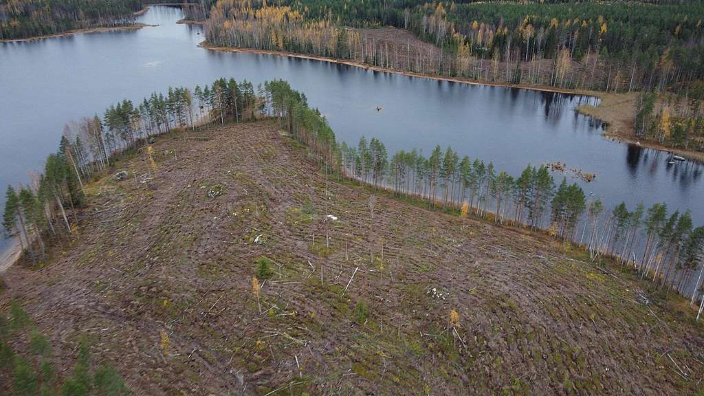 Large clearcut in Puumala next to a lake.