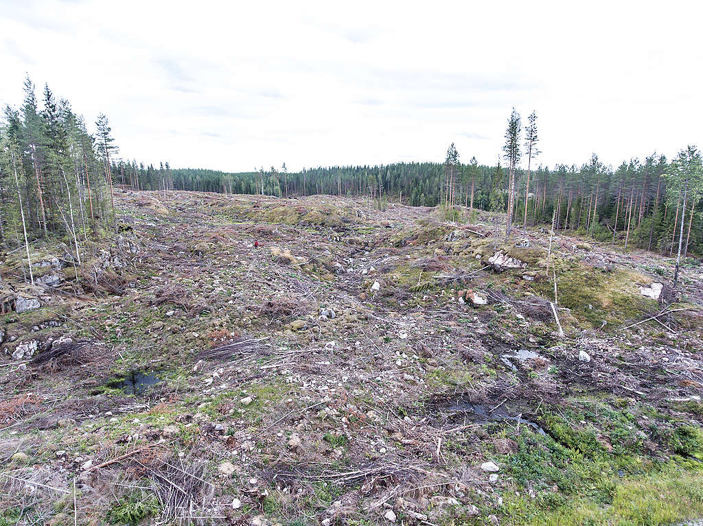 Hakkuuaukio, jossa vain muutamia puita pystyssä. Metsänpohja on ollut hyvin sammaleinen.