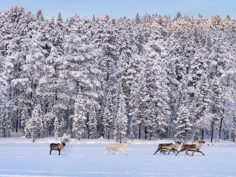 Reindeer running in a forest in Finland