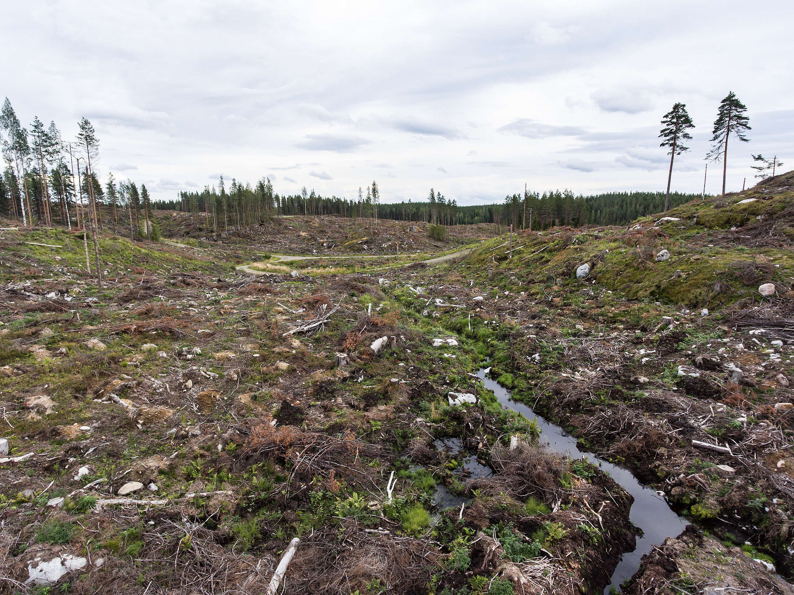 Metsähallituksen avohakkuu Orivedellä