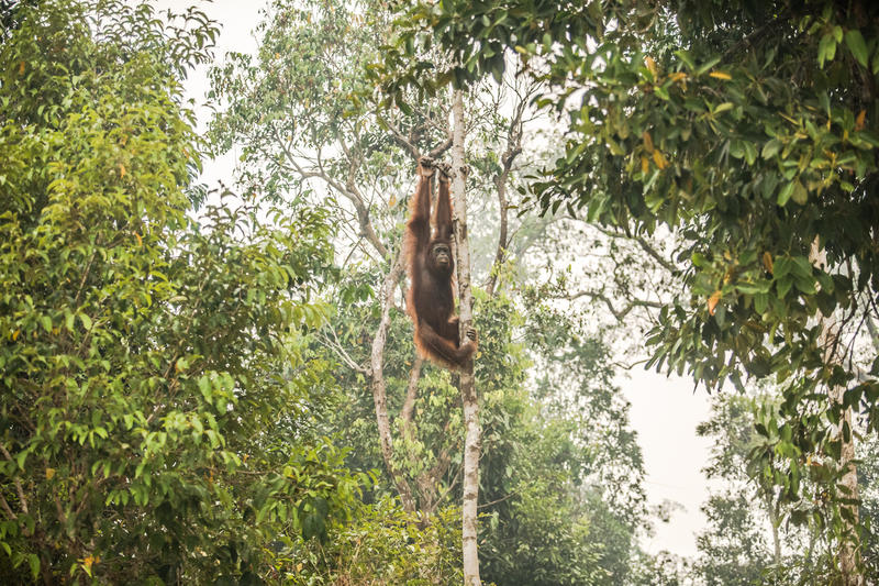 Orangutan Threatened by Haze in Central Kalimantan