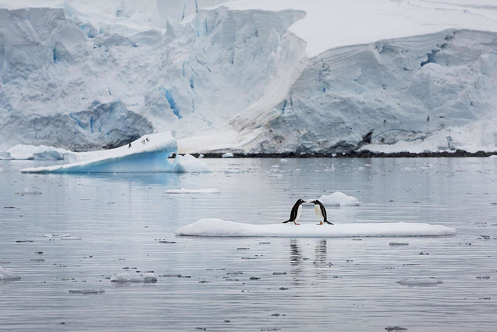 Gentoo Penguins In Paradise Harbour.