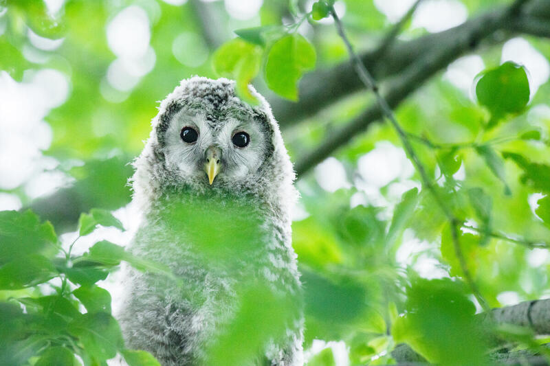 Juvenile Ural owl in Central Estonia