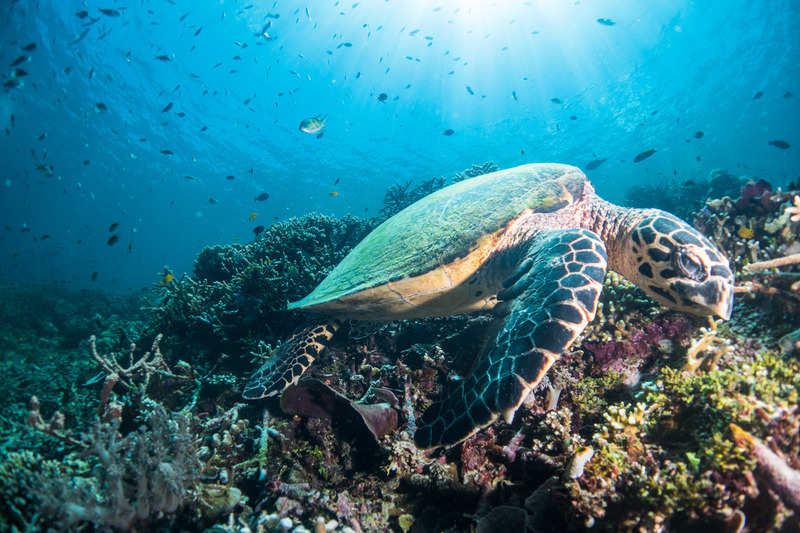 Green Turtle at Raja Ampat in West Papua