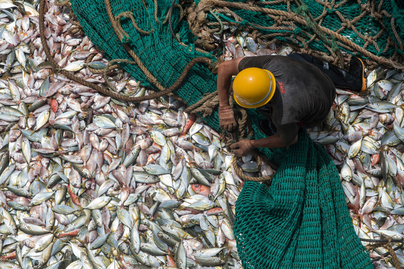 Catch on Board Chinese Fishing Vessel in Guinea