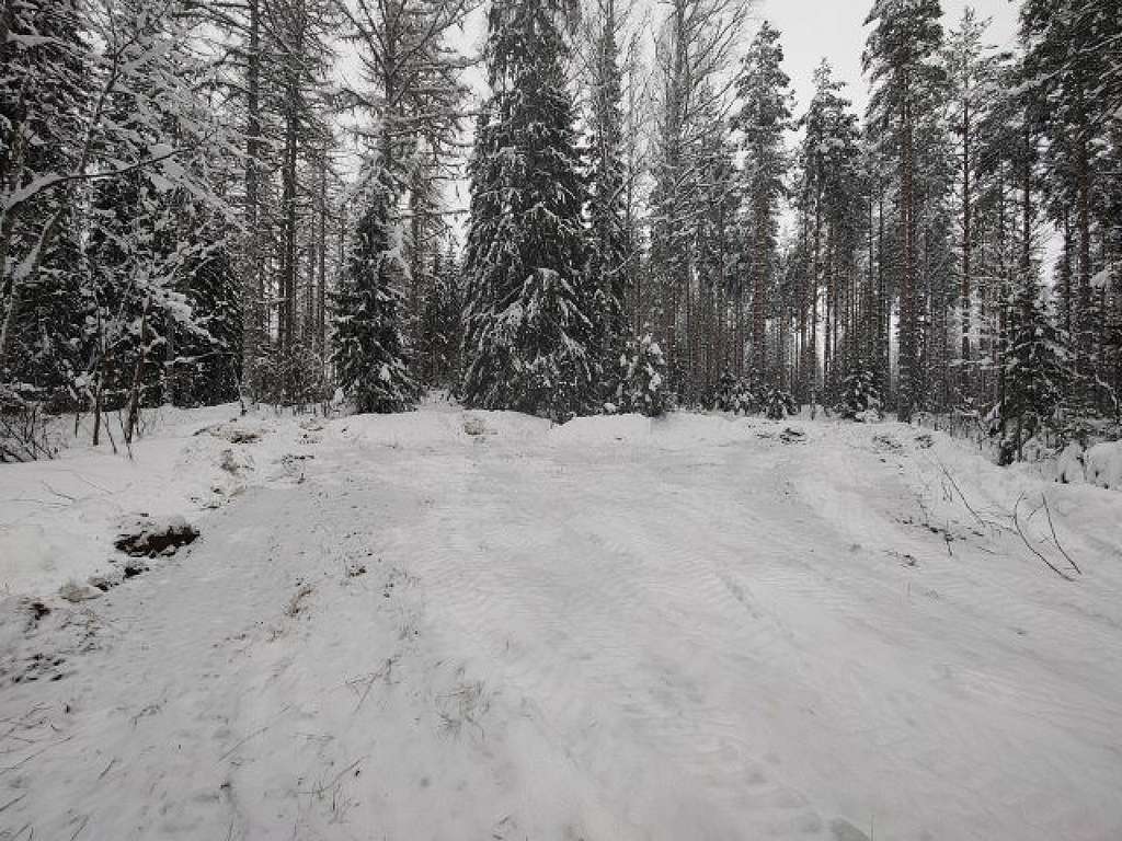 Aurattu kääntöpaikka metsäautotiellä hakkuu-uhan alla olevassa Lapinjärven luonnonmetsässä. Kääntöpaikka hakkuuaukiolle auratulla tiellä.