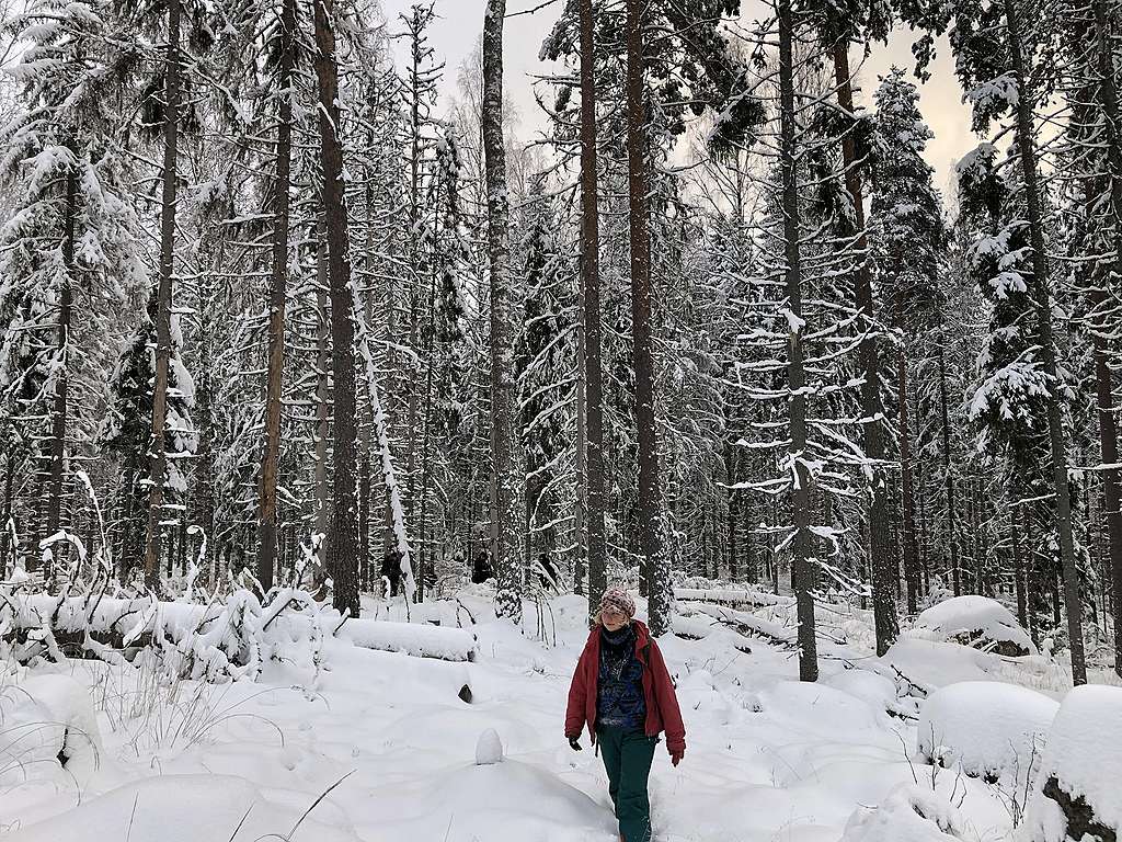 Ida Korhonen luonnonmetsässä Lapinjärvellä. Talvinen kuva, jossa vanhaa metsää sekä Luonto-Liiton Ida Korhonen.