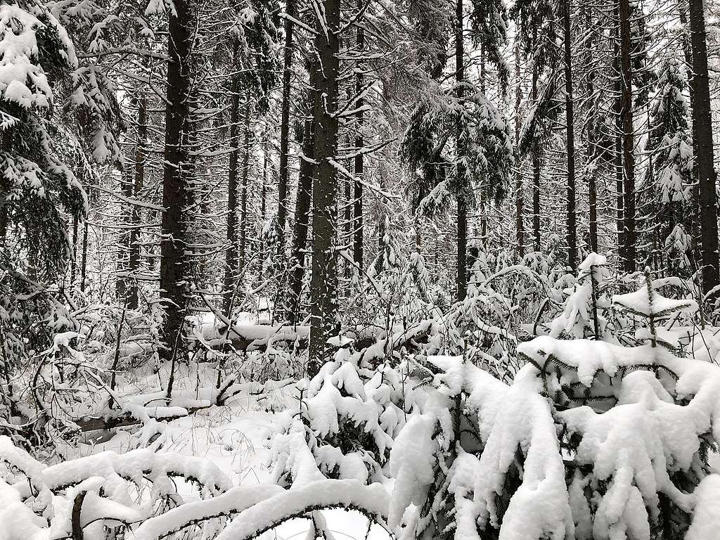 Luminen kuva luonnonmetsästä Lapinjärvellä. Kuvassa mm. lahopuuta ja vanhaa kuusikkoa. Vanhaa kuusikkoa Lapinjärvellä.
