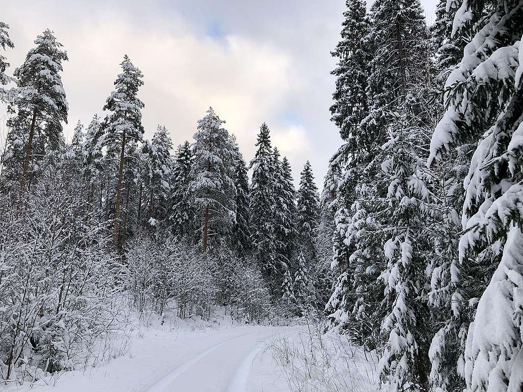 Metsätie Lapinjärvellä, jonka ympärillä on vanhaa metsää. Talvinen kuva vanhasta kuusikosta Lapinjärveltä.