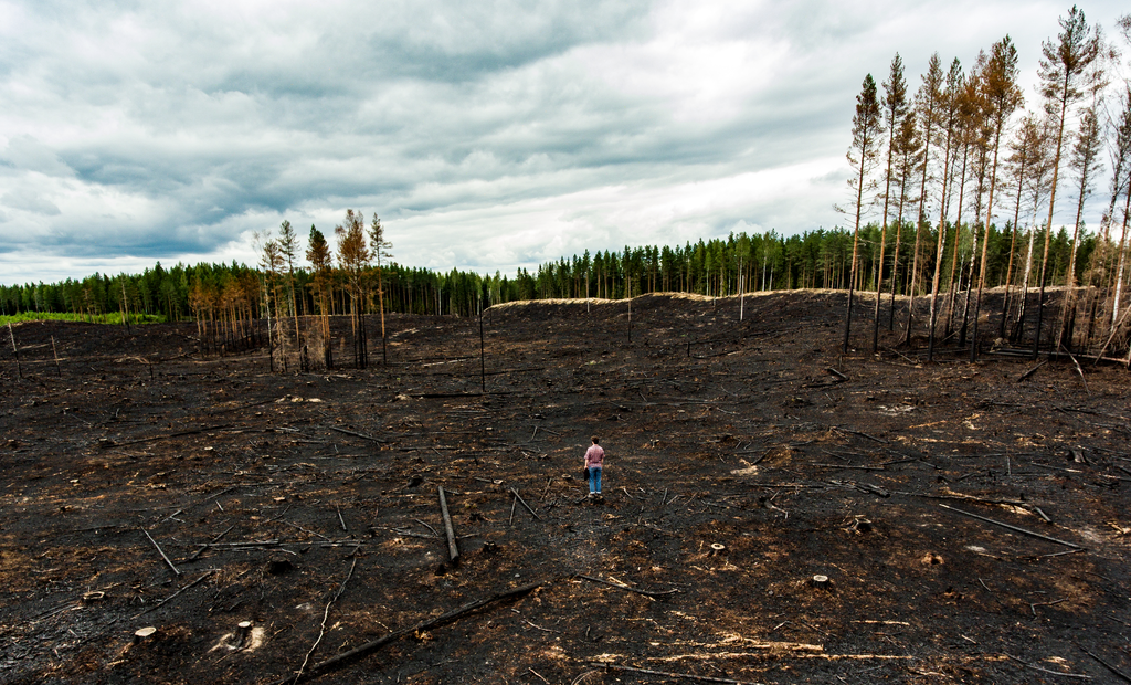 Avohakkuu, maa mustana polton jäljiltä. 