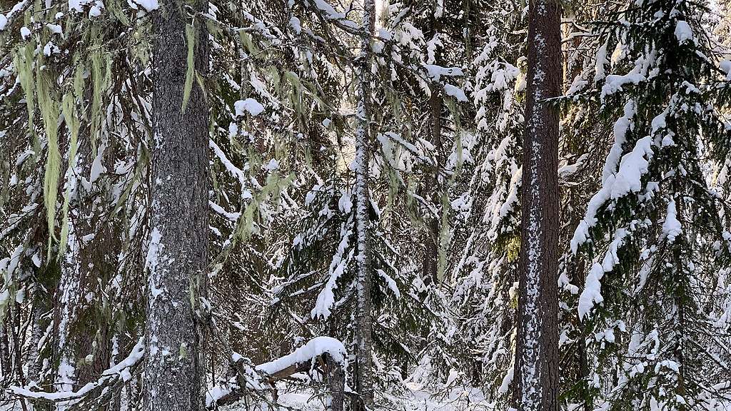 Lumista luonnonmetsää Karttimonjoella. Tiheää lumista luonnonmetsää Karttimonjoella.