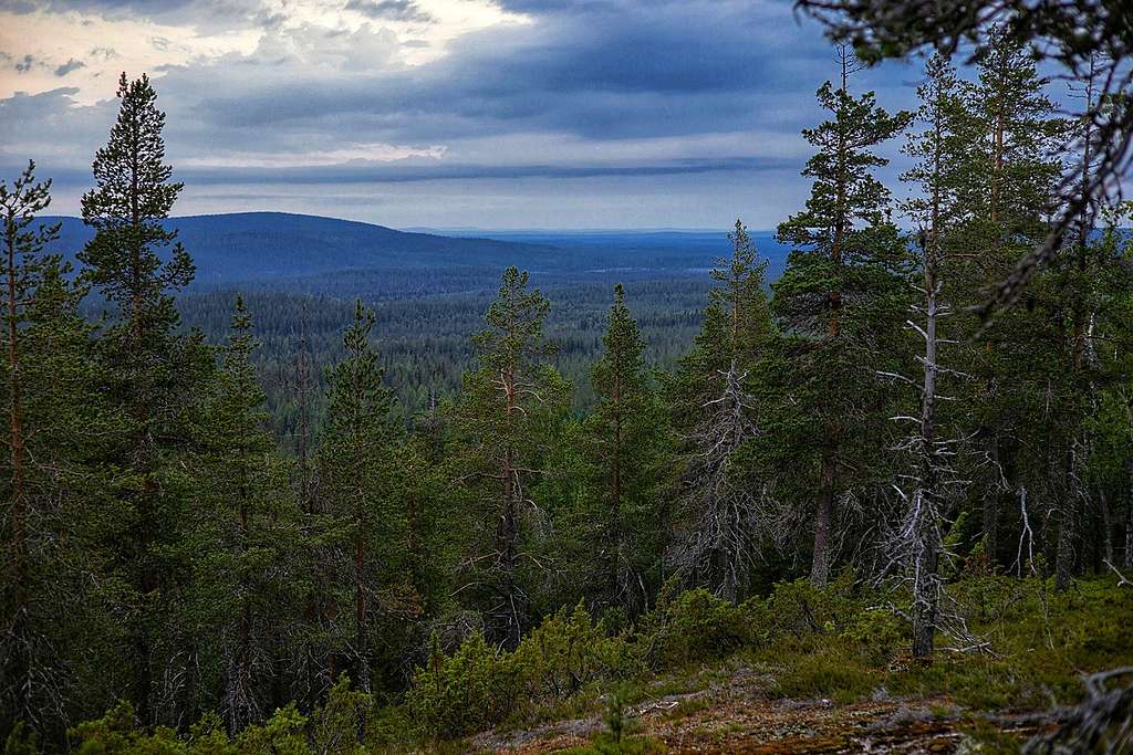 Maisemakuva suurista metsäalueista. Maisemakuva metsämaisemasta Aalistunturin seudulla.