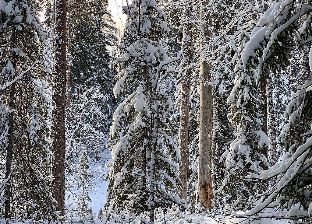 Kuvassa talvista metsämaisemaa Karttimonjoelta.