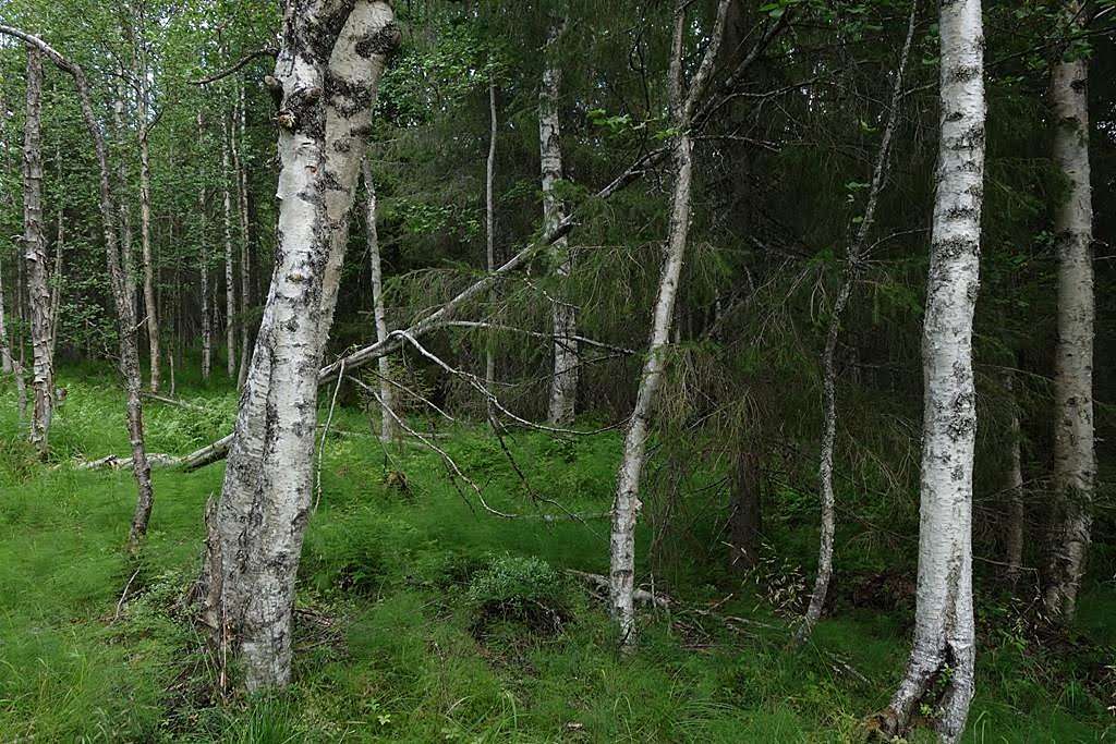 Koivikkoa kostealla metsäpohjalla. Kuvasta soista metsää.