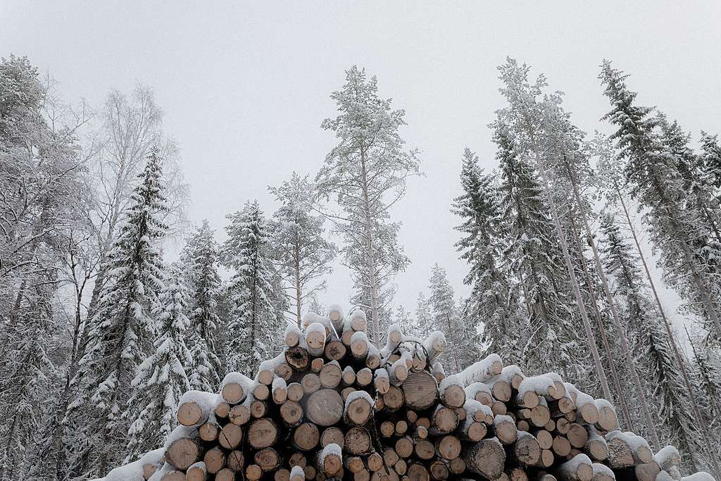 Tukkipino Parkanossa, jossa myös hyvin järeää puuta. Taustalla myös hakkaamatonta metsää. Kuvassa puupino, jossa on paljon vanhaa puuta. Taustalla myös pystyssä olevaa metsää.