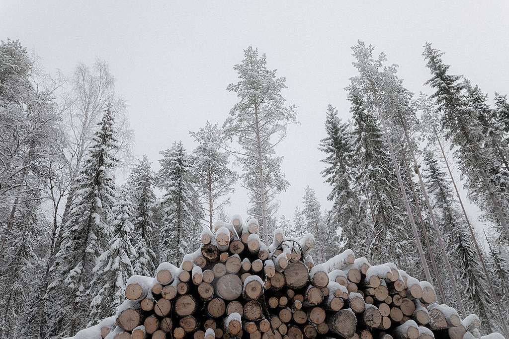 Kuvassa puupino, jossa on paljon vanhaa puuta. Taustalla myös pystyssä olevaa metsää.