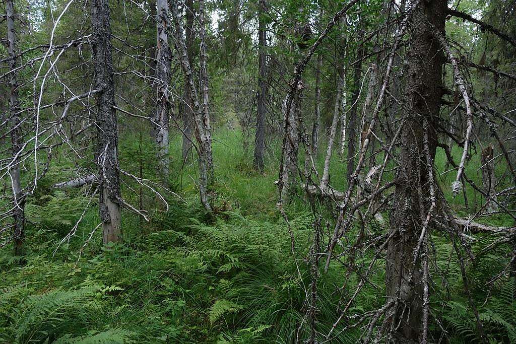 Sekametsää kostealla metsäpohjalla. Kuvassa soista metsää.