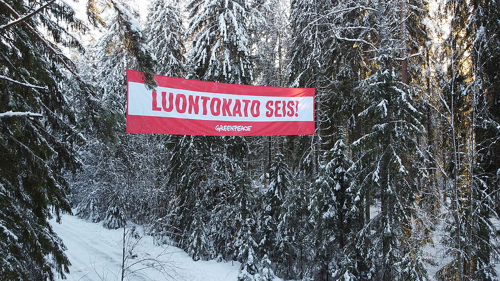 Greenpeacen banderolli metsässä, joka menee metsäautotien yli. Banderollissa lukee "LUONTOKATO SEIS!".
