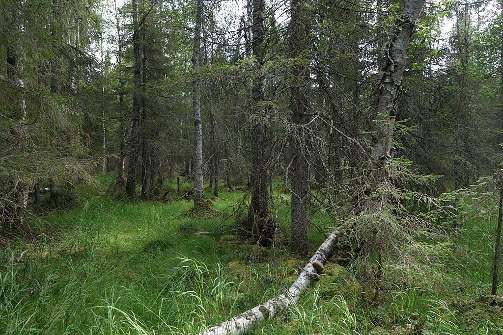 Sekametsää kostealla metsäpohjalla.