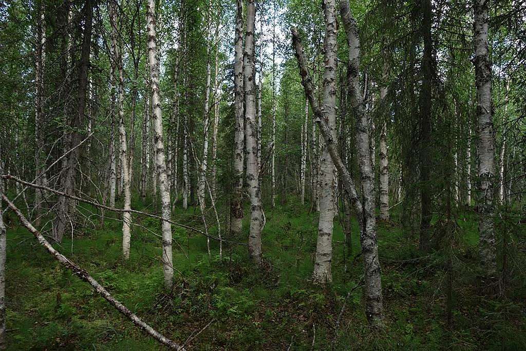 Koivikkoa kostealla metsäpohjalla.
