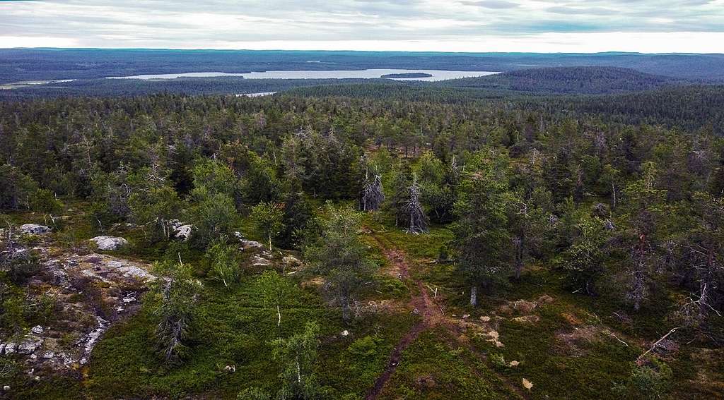 Ilmakuva, jossa näkyy Aalistunturin metsiä, sekä järvi. Ilmakuva tunturimaisemasta.