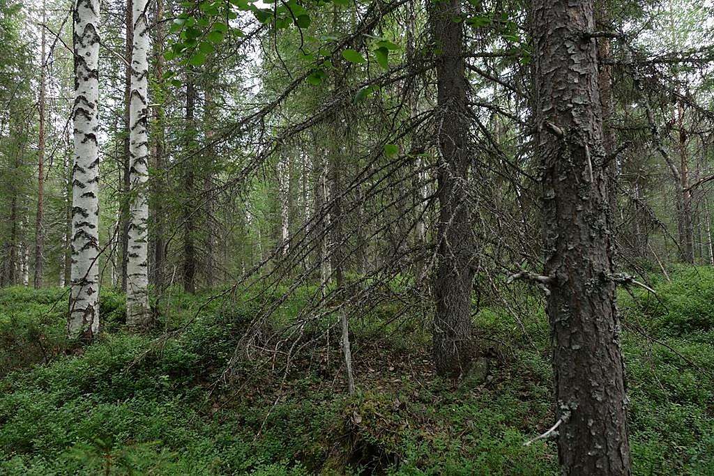 Kuvassa kaunista metsää Aalistunturin seudulla.