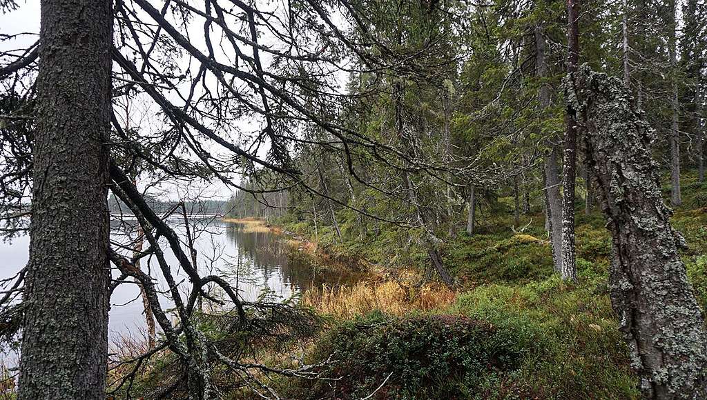 Järvimaisemaa Kivijärvellä. Metsämaisemaa järven rannalla Kuusamossa.