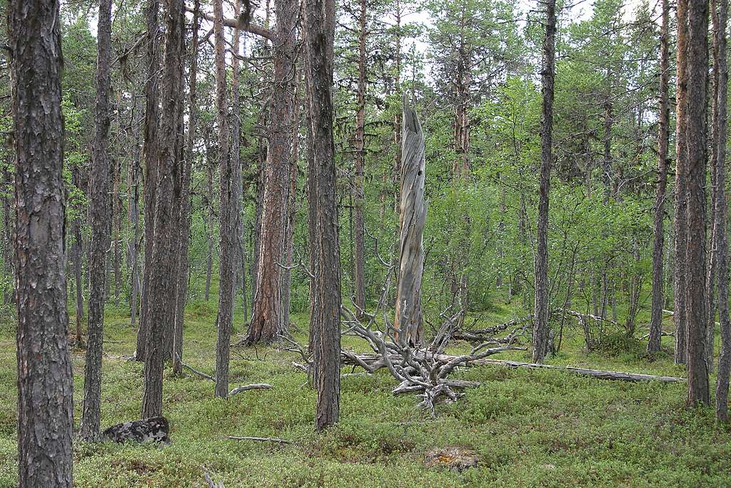 Kuvassa ikimetsää Inarin Angelissa.