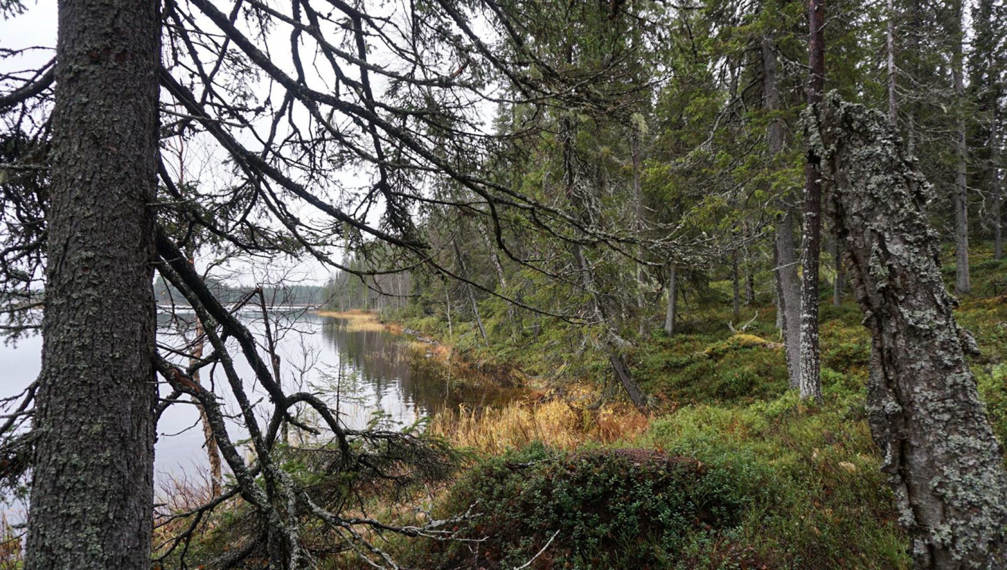 Järvimaisemaa Kivijärvellä.