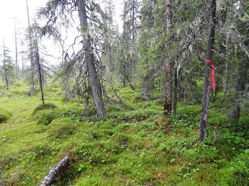 Sammaleista kosteaa metsää Elatinjoella.