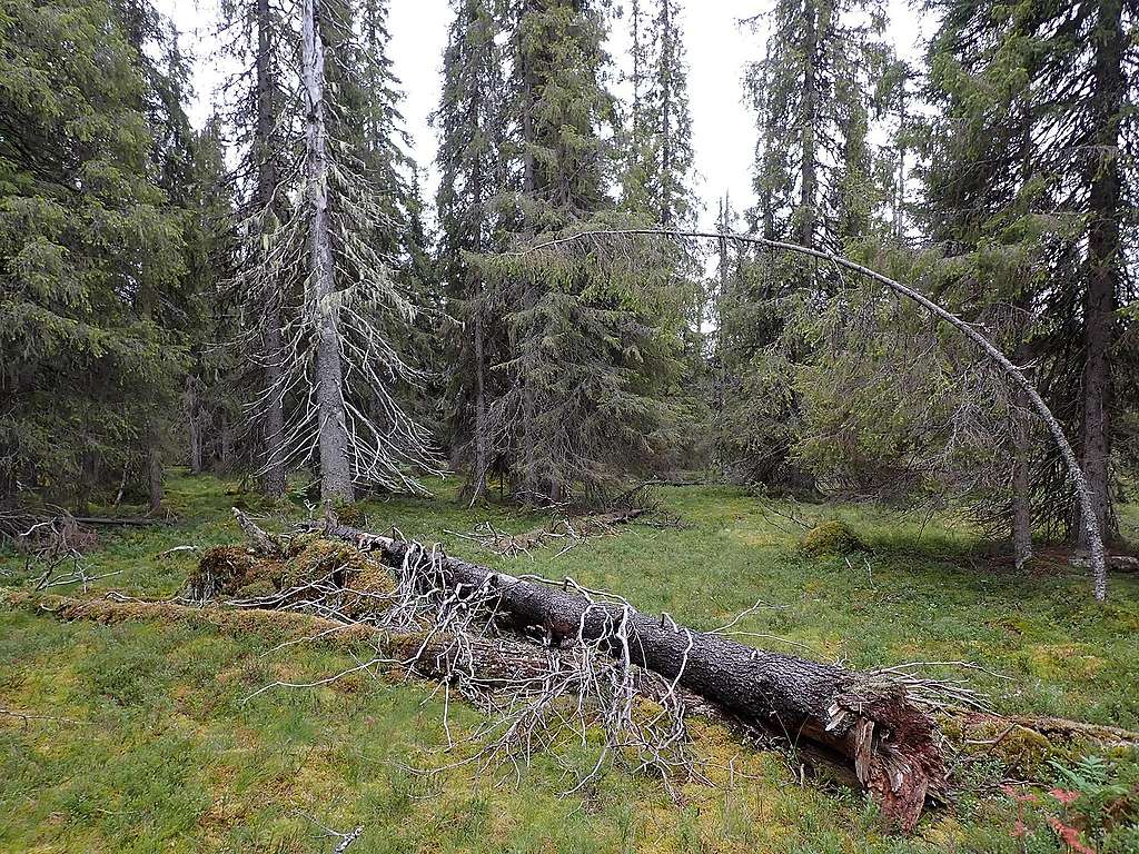Sammaleista vanhaa luonnonmetsää Tuntsassa, jossa mm. lahopuuta sekä vanhaa kuusikkoa.