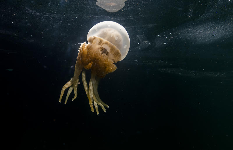 Meduusa veden alla Indonesiassa. Meduusa meressä Palaun rannikolla indonesiassa.