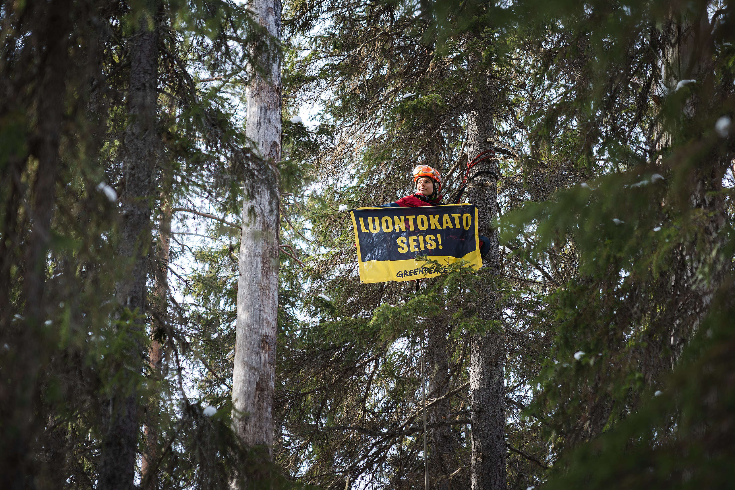 Aktivisti roikkuu kiipeilyvälineiden avulla korkealla kuusessa banderollin kanssa, jossa lukee "Luontokato seis!".